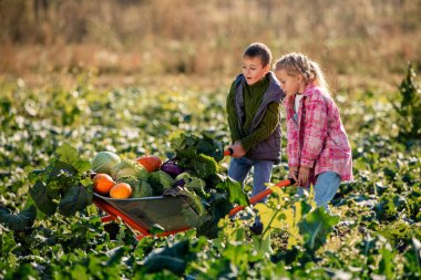 Çocuklar tarlada sebze dolu el arabalarını itiyor..