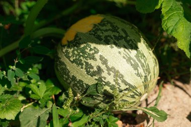 Sebze bahçesindeki toprakta yatan karpuzun yakın çekimi..