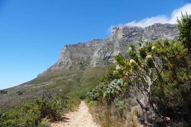 Cape Town 'daki Masa Dağı' nda yürüyüş patikası.