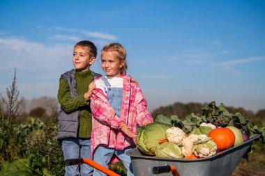 Oğlan ve kız bir tarlada taze sebze topluyor.