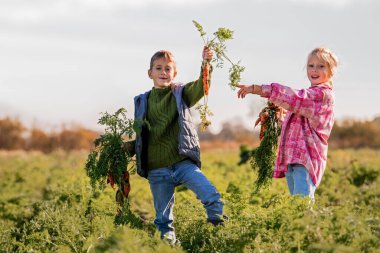 Erkek ve kız çiftlikten taze havuç topluyor..
