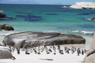 Sınır Koyu Bir Kıyıdaki Afrika Penguen Sürüsü