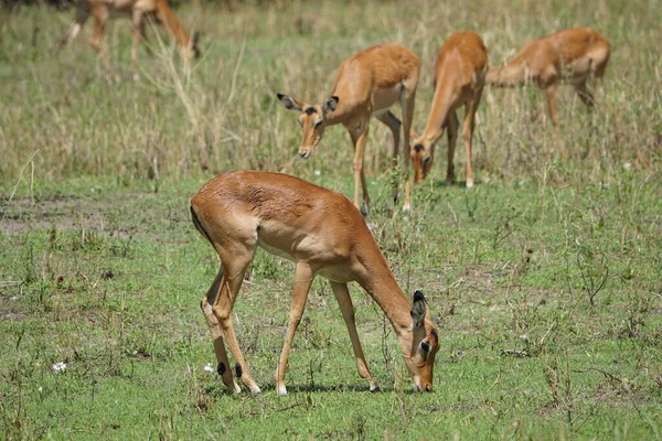 Vahşi doğada ot yiyen ceylan
