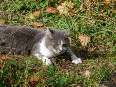 Odaklanmış Kedi İzleme Avı Sonbahar Çimeni Kapanışı