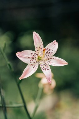 Pembe zambak yeşil arka planda çiçek açıyor.