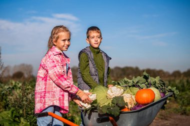 Oğlan ve kız bir tarlada taze sebze topluyor.