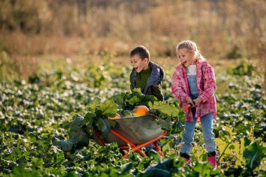 Çocuklar tarlada sebze dolu el arabalarını itiyor..