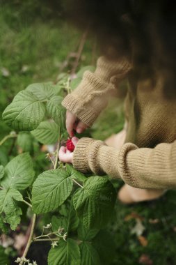Süveterli çocuk yeşil çalılıktan ahududu topluyor