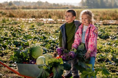 Oğlan ve kız bir tarlada taze sebze topluyor.