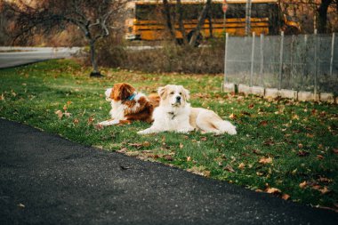 Sonbahar boyunca otların üzerinde dinlenen iki köpek arkadaş.
