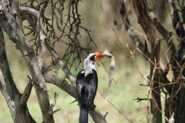Gagasında ağaç kabuğu olan kırmızı gagalı Tanzanya boynuzu.