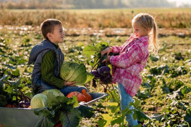 Oğlan ve kız bir tarlada taze sebze topluyor.