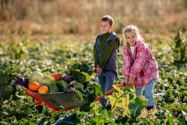 Çocuklar tarlada sebze dolu el arabalarını itiyor..