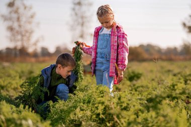 Erkek ve kız çiftlikten taze havuç topluyor..