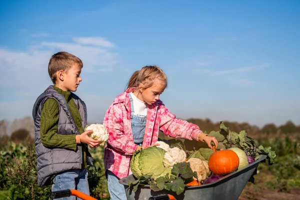 Oğlan ve kız bir tarlada taze sebze topluyor.