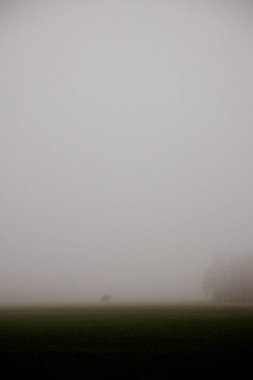 Sessiz bir kırsal alanda sis içinde çıplak ağaçlar.