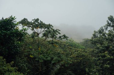 Puslu Yağmur Ormanları Tepesi, Arenal Volkanı yakınlarında, Kosta Rika