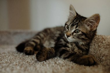 Yavru kedi Doğal Işıkta Evde Rahatlıyor