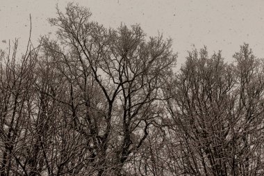 Sakin bir kış manzarasında, ağaçlarla kaplı yol