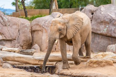 Tucson, Arizona 'da büyük bir Afrika fili.