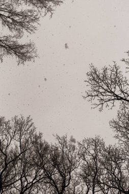 Sakin bir kış manzarasında, ağaçlarla kaplı yol