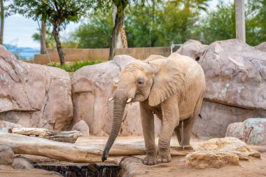 Tucson, Arizona 'da büyük bir Afrika fili.