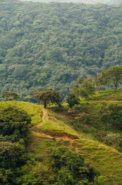 Monteverde, Kosta Rika 'daki Verdant Hillside Yolu