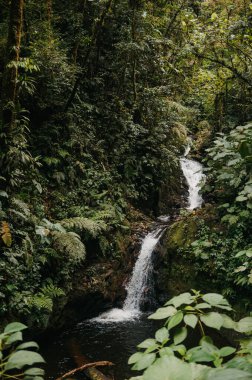 Cuecha Şelalesi Monteverde Bulut Ormanı, Kosta Rika