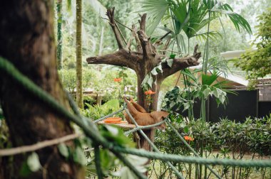 Hayvan Sığınağı, Puerto Viejo 'da İpe Tırmanırken Kurtarılan Tembel Hayvan