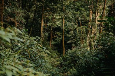 Monteverde Bulut Ormanı, Kosta Rika 'da Yoğun Orman Bitkisi