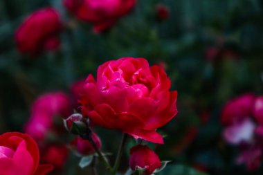 Güzel kırmızı bir gül.