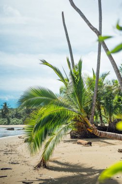 Uvita Sahili 'ndeki Eğik Palmiye Ağacı, Marino Ballena Ulusal Parkı