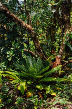 Bromeliad Orman zemininde büyüyor, Arenal Volkanik Ulusal Parkı