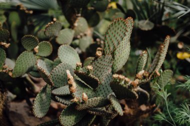 Doğal Işık Altında Armut Kaktüsleri Kümesi