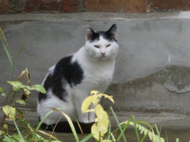 Siyah ve Beyaz Kedi Gri Duvara Karşı Oturuyor