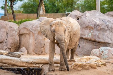 Tucson, Arizona 'da büyük bir Afrika fili.
