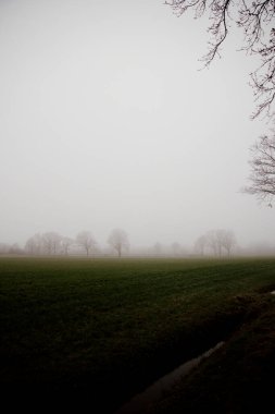 Sessiz bir kırsal alanda sis içinde çıplak ağaçlar.