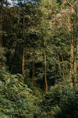 Monteverde Bulut Ormanı, Kosta Rika 'da yemyeşil orman tepe örtüsü