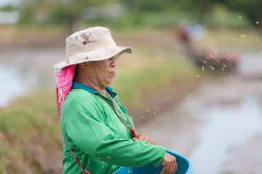 Thai farmer sowing rice seeds by hand outdoors