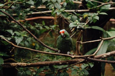 Kırmızı Lordlu Amazon Papağanı Hayvan Sığınağı 'nın bir dalına tünemiş.