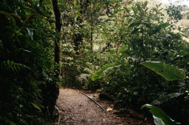 Monteverde Bulut Ormanı 'nda Çamurlu Orman Yolu