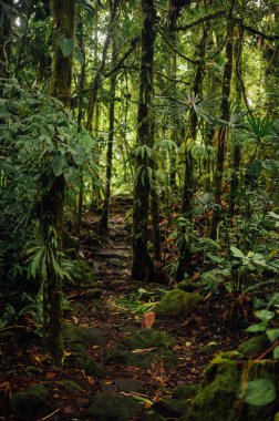 Arenal Volkan Ulusal Parkı 'ndaki Tropikal Orman Yolu, Kosta Rika