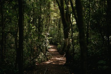 Monteverde Bulut Ormanı 'nda Orman Yolu, Kosta Rika