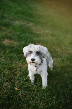 Yeşil çimlerde uzun kirpikli gri ve beyaz schnauzer köpek yavrusu.