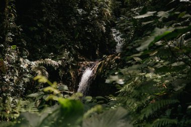 Monteverde Bulut Ormanı 'nda Cuecha Şelalesi Saklı Orman Şelalesi