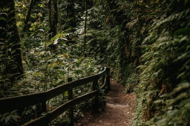 Monteverde Bulut Ormanı, Kosta Rika 'daki Orman Yolu