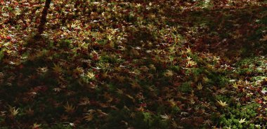 Sonbahar yaprakları güneş lekeli yosunlara yerleşir.