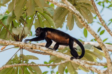 Ormandaki Uluyan Maymun, La Fortuna, Kosta Rika