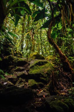 Arenal Volkan Ulusal Parkı 'nda Yosun Kayaları ve Orman Bitkisi