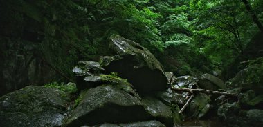 Antik yosun kaplı kayalar canlı ve gölgeli bir ormanın ortasında otururlar..